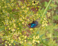 Lucilia eximia