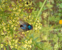 Lucilia eximia