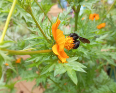 Bombus