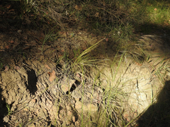Austrostipa rudis