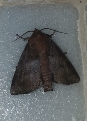 Griseothosea fasciata