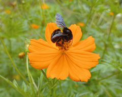 Bombus