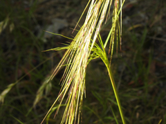 Austrostipa rudis
