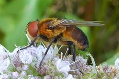 Phasia hemiptera
