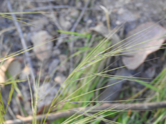 Austrostipa rudis
