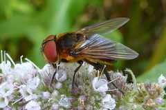 Phasia hemiptera