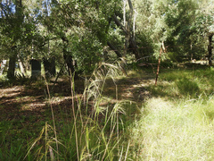 Austrostipa rudis