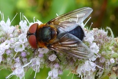 Phasia hemiptera