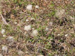 Clematis drummondii