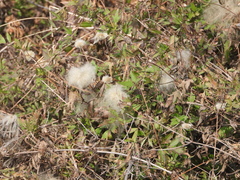 Clematis drummondii