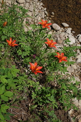 Lilium pensylvanicum