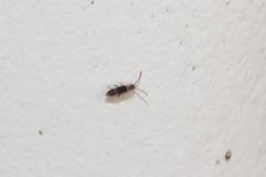 Entomobrya albocincta