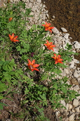 Lilium pensylvanicum