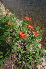 Lilium pensylvanicum