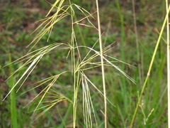 Austrostipa rudis