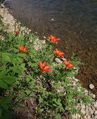 Lilium pensylvanicum