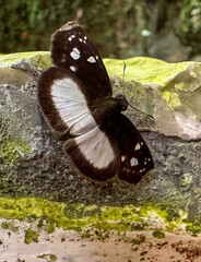 Achlyodini