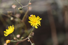 Hieracium lepidulum
