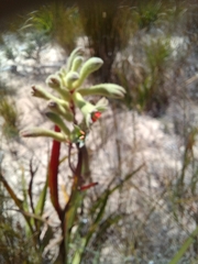 Anigozanthos flavidus
