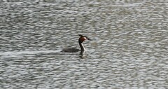 Podiceps cristatus australis