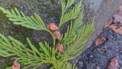 Thuja plicata