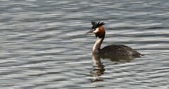 Podiceps cristatus australis