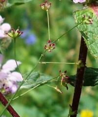 Thalictrum simplex
