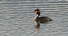 Podiceps cristatus australis