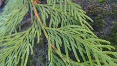 Thuja plicata