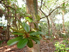 Quadrella jamaicensis