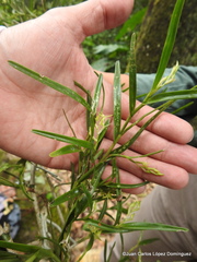 Epidendrum ramosum