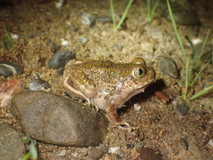 Spea hammondii