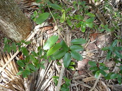 Quadrella jamaicensis