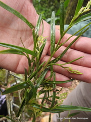 Epidendrum ramosum