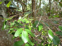 Quadrella jamaicensis