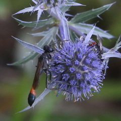Ammophila sabulosa