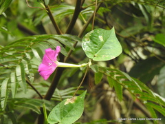 Ipomoea dumosa
