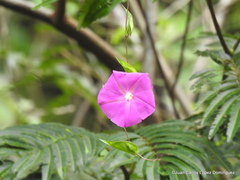 Ipomoea dumosa