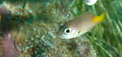 Lutjanus buccanella