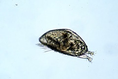 Epopella plicata
