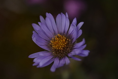 Erigeron heterochaeta