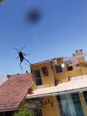 Evania appendigaster
