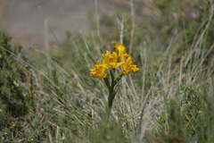 Chloraea alpina