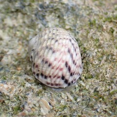 Nerita versicolor