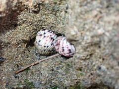 Nerita versicolor