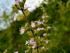 Vitex negundo heterophylla