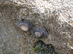 Siphonaria naufragum