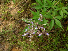 Vitex negundo heterophylla