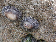 Siphonaria naufragum