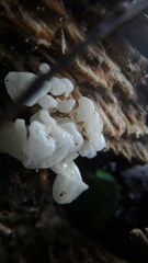 Delicatula integrella